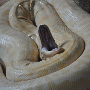 2017-01-30 albino Burmese python yawning