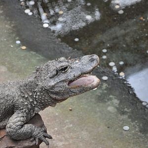 2017-01-30 Chinese alligator yawning