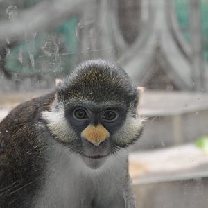 Which species is this?