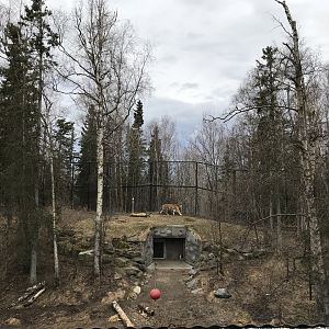 Amur Tiger Exhibit.  Unfiltered