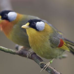 Silver-eared mesias