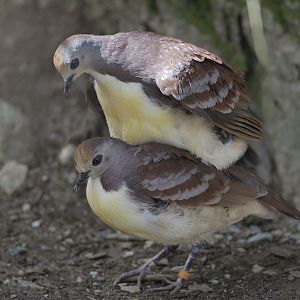 Golden-heart doves mating