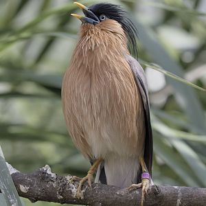 Brahminy starling singing