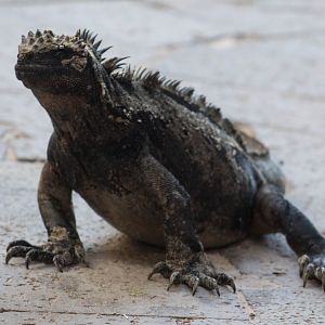 Isabela marine iguana