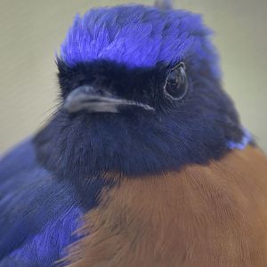 Rufous-bellied niltava