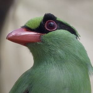 Javan green magpie