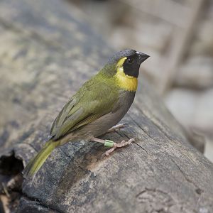 Cuban grassquit