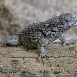 Northern curly-tailed lizard