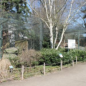 Snow leopard-enclosures