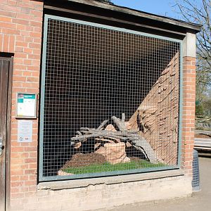 Very small Jaguarundi-outdoor-encloure