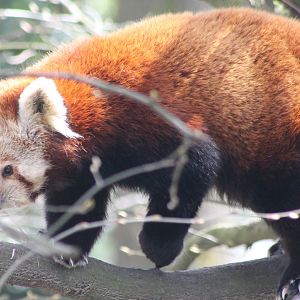 Red panda