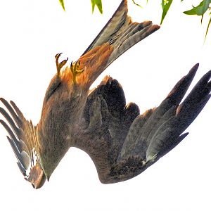 Juv. Fork-tailed kite  (Black kite)