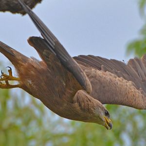 Juv. Fork-tailed kite.  (Black kite)