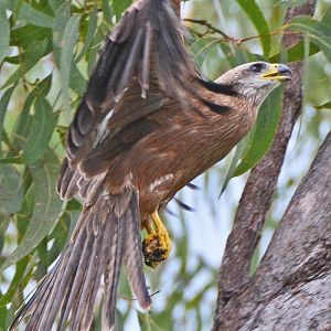 Square-tailed kite.