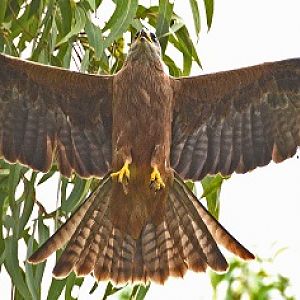 Square-tailed kite
