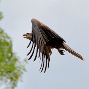 Square-tailed kite