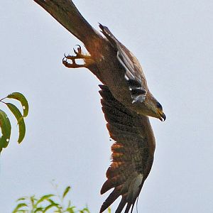 Juv. Fork-tailed kite.  (Black kite)