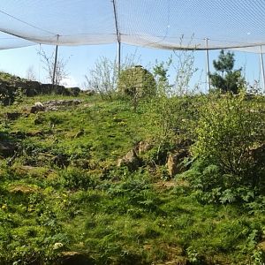 Snow Leopard Enclosure