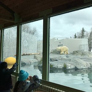 Polar Bear Exhibit