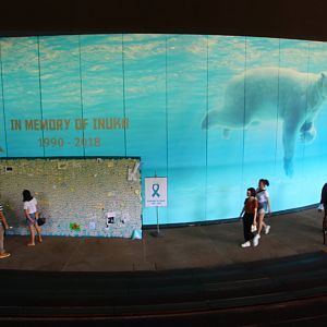 In Memory of Inuka the Polar Bear