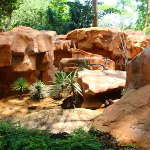 Great Rift Valley of Ethiopia - Meerkat exhibit