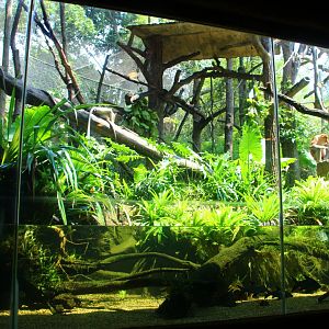 Proboscis Monkey exhibit