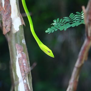 Wild Oriental Whip Snake