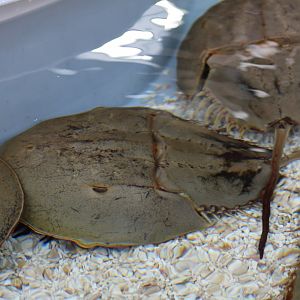 Atlantic Horseshoe Crab