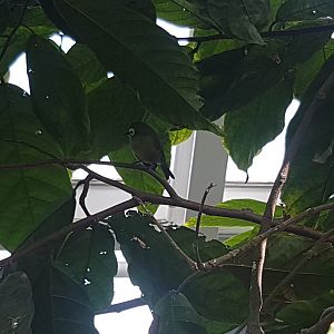 Kilimanjaro white-eye