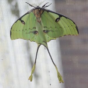 Moon moth