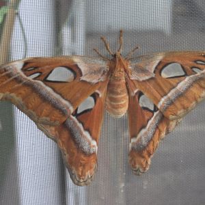 Atlas butterfly