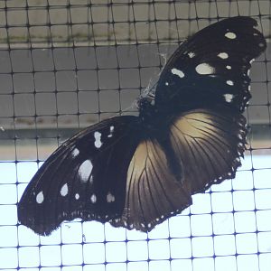 Butterfly ID