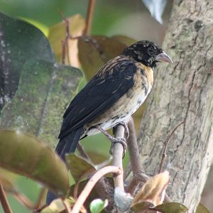Jackson's widowbird