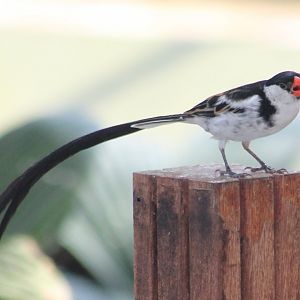 Pin-tailed whydah