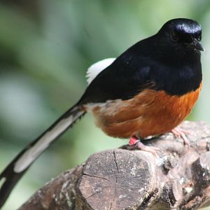 White-rumped shama