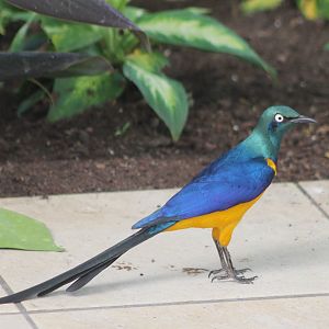Golden-breasted glossy starling