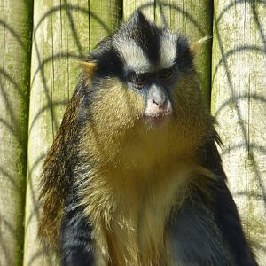 Black-crowned Guenon