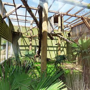 Black-crowned Guenon and Diana Monkey exhibit
