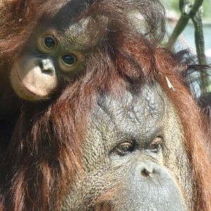 Kibriah and Kayan (Bornean Orang-utan)
