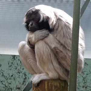 Pileated Gibbon