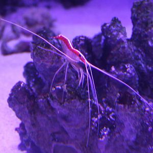 Pacific cleaner shrimp - Lysmata amboinensis
