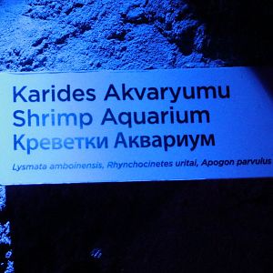 Sign Shrimp-aquarium