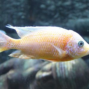 Cichlid ID