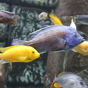 Cichlids