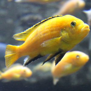 Labidochromis caeruleus