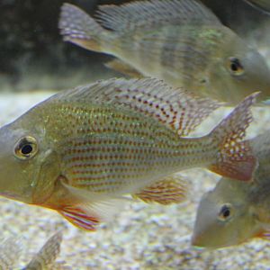 Possibly Geophagus surinamensis.
