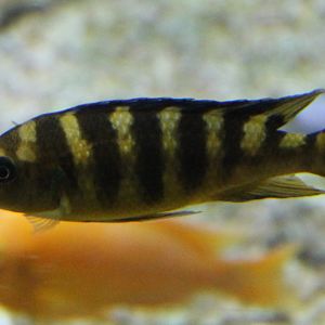 Pseudotropheus crabro