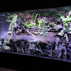 Amazone-aquarium