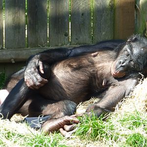 Bonobo (Diatou)