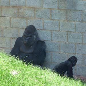 Western Lowland Gorilla (Oumbi and Shufai)